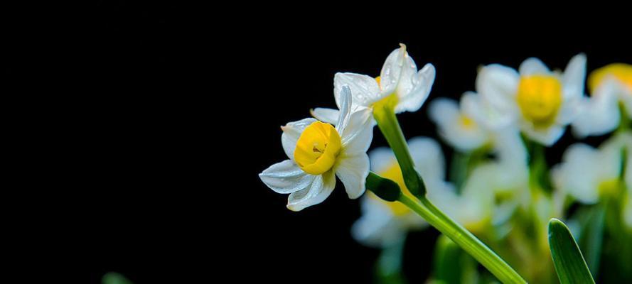 水仙花花语（美丽绽放，传递心灵的寄托与祝福）