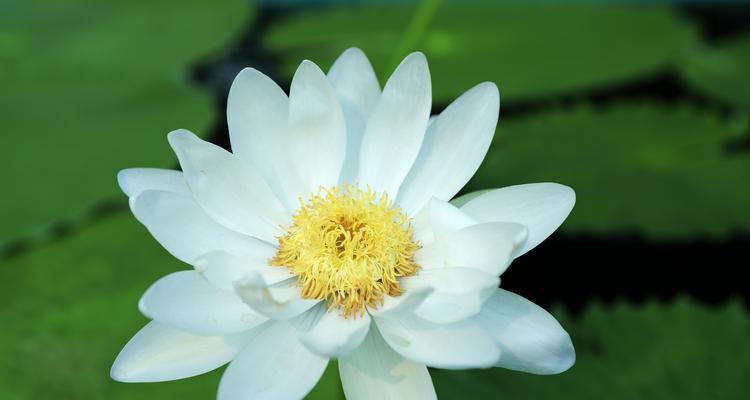 睡莲的花语与寓意（探寻睡莲的花语和象征意义，解读花朵中的秘密）