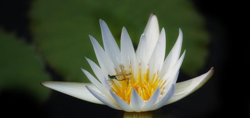 睡莲的花语与象征意义（唤醒内心宁静的美丽神秘）