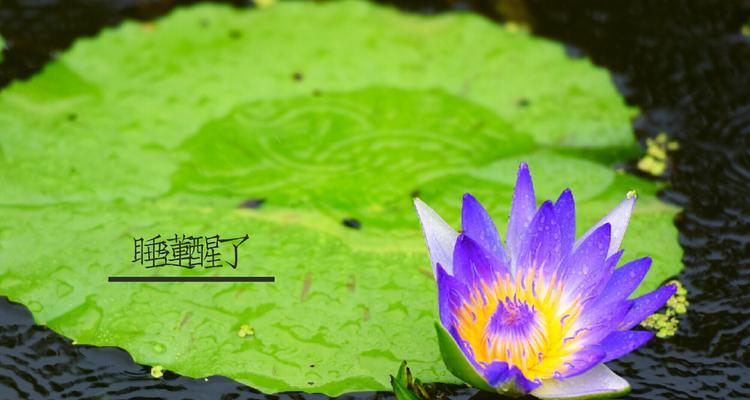 睡莲花语之美——探寻花朵背后的心灵密码（唤醒沉睡的花朵，诠释无言的情感）