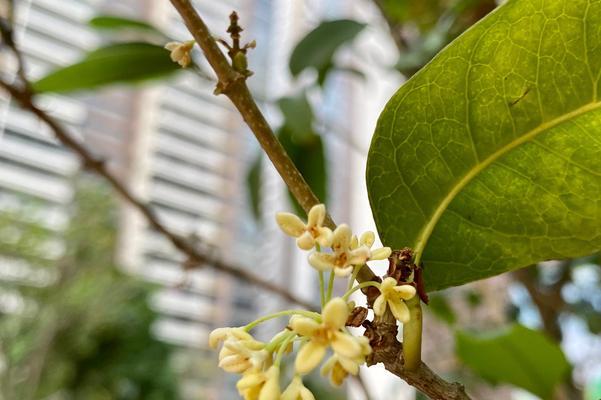 四季桂花（芳香四溢的四季美景，桂花带来无尽的祝福）