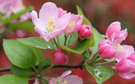 四季海棠花语（四季海棠的花语意义与文化传承）