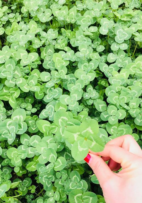 四叶草花语的祝福与寓意（追寻幸运的秘密——四叶草的传说）