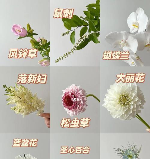 松虫草花语（松虫草花语的传达方式与象征意义）