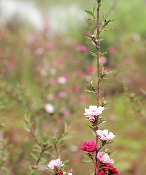 松红梅的花语（传递生命力的红色花朵）