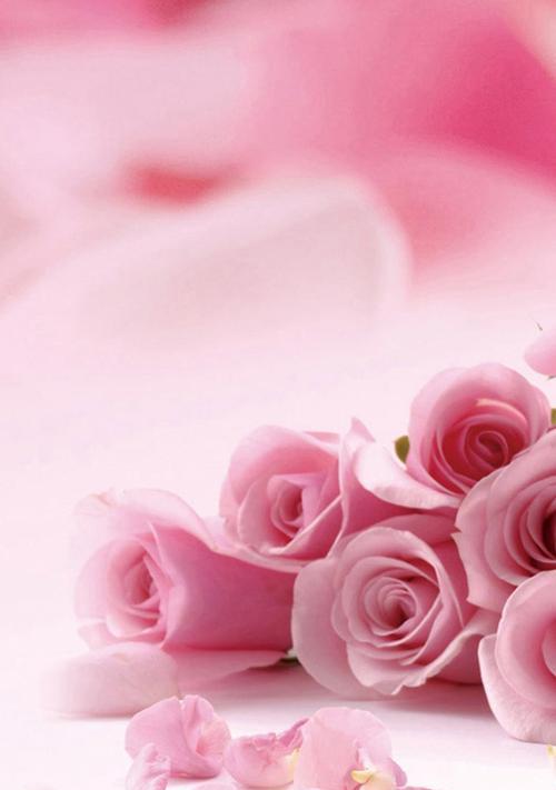 粉色玫瑰的意义及象征（浪漫唯美的代表，情感与祝福的使者）