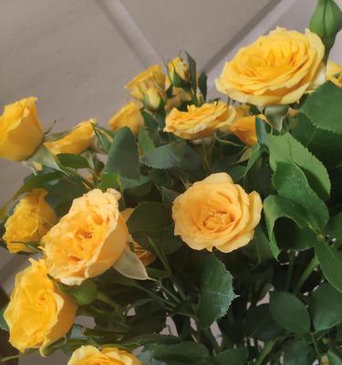 送黄玫瑰的意义与象征（探索黄玫瑰背后的情感与寓意）