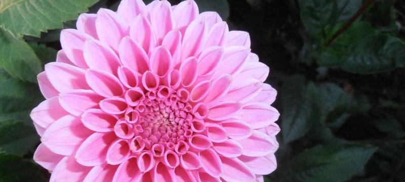 菊花代表的寓意及象征意义（用菊花传达情感的艺术之美）