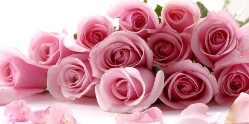 送女孩子粉玫瑰的含义及情感传递（粉玫瑰花的象征意义与表达方式）