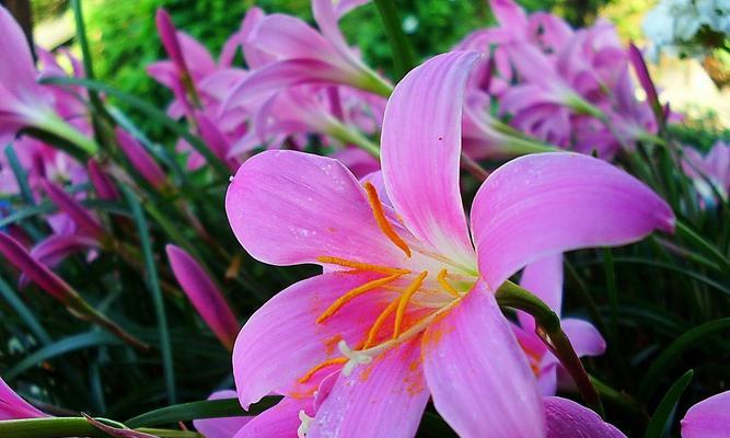 百合花的象征意义及送女人百合花的含义（探索百合花的深层寓意与情感表达方式）