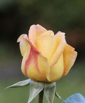 黄玫瑰的象征意义（探究黄玫瑰作为礼物的隐含情感）