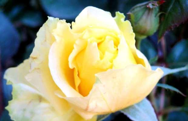 黄玫瑰的象征意义（探究黄玫瑰作为礼物的隐含情感）