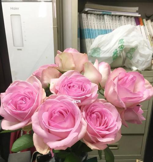 粉色玫瑰的象征意义与表达方式（探寻粉色玫瑰的浪漫与柔情）