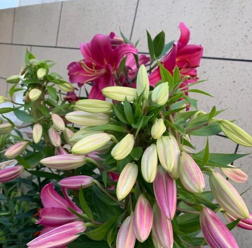 送人百合花的深刻意义（探寻百合花背后的情感寓意）