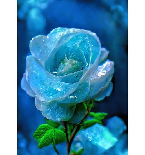 碎冰蓝玫瑰之花语与寓意探索（解读碎冰蓝玫瑰的深意，传递别样情感）