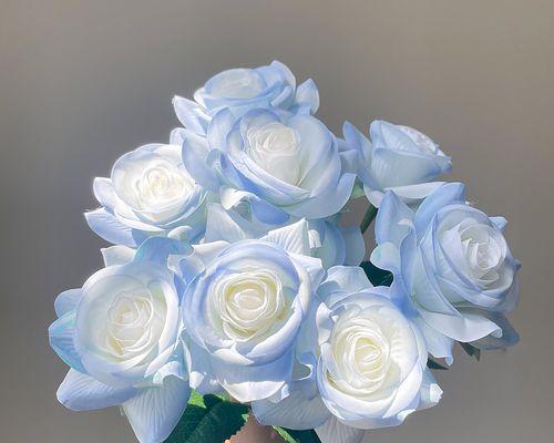 碎冰蓝玫瑰的花语与意义（探索碎冰蓝玫瑰的神秘语言，了解其独特的象征意义）