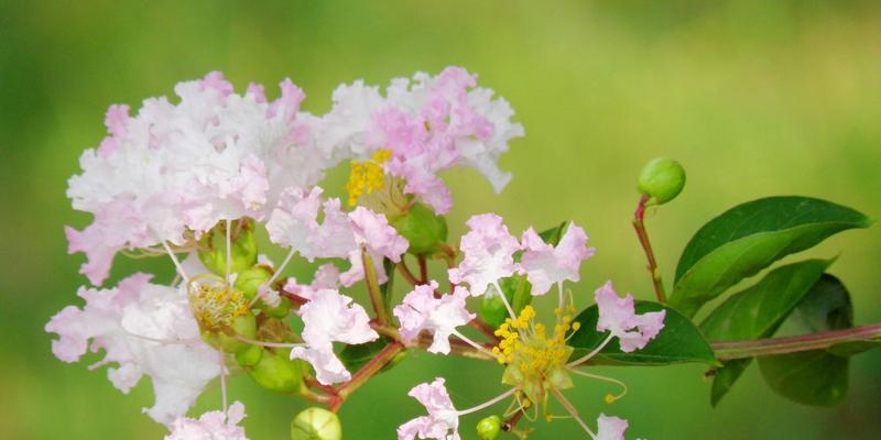 索玛花的花语之美——花开花谢，愿绽放一生（以索玛花的花语探寻人生的意义与价值）