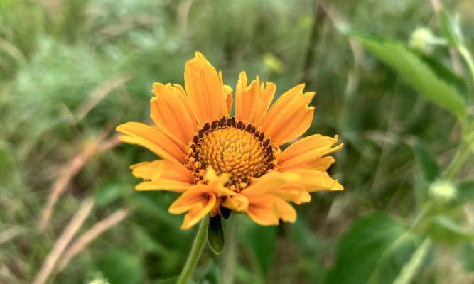 以太阳花的花语与意义（探寻以太阳花的内涵和象征）