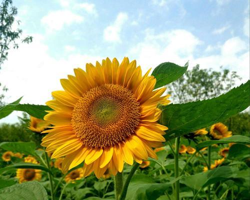 以太阳花的象征意义与重要性（揭示以太阳花在社会和文化中的深远影响）