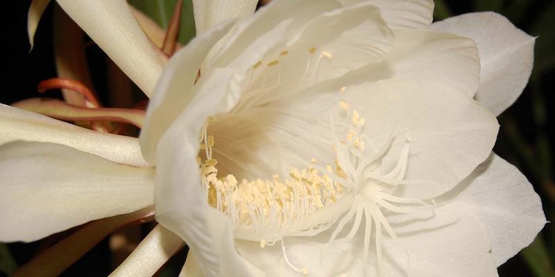 昙花传说与花语（探寻昙花传说的秘密，解读昙花的花语）