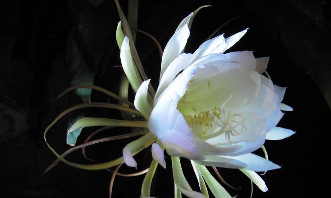 昙花传说与花语（探寻昙花传说的秘密，解读昙花的花语）