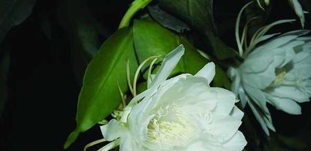 昙花花语的象征与寓意（探索昙花的意义，传递生命的奇迹）