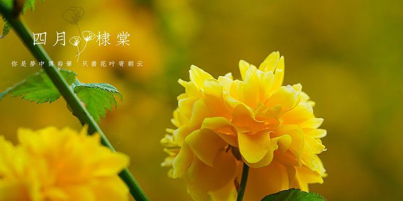 以棠棣花寓意是什么？（探索古代文化中花卉象征的奥秘）