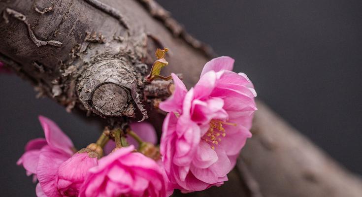 桃花花语与象征意义（探寻桃花的神秘语言，揭示其美丽背后的深意）