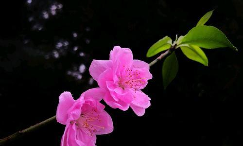 桃花花语与象征意义（探寻桃花的神秘语言，揭示其美丽背后的深意）