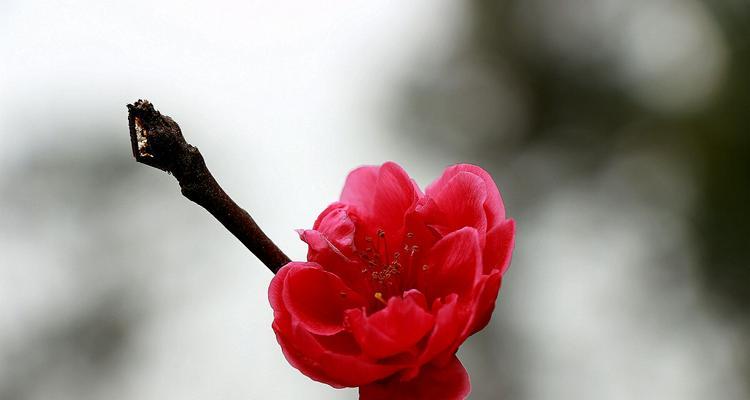 桃花花语（桃花花语传递爱情的五种方式）