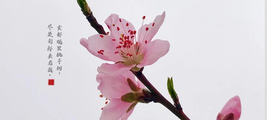 桃花的寓意与象征在古代的意义（桃花的美丽与春天的希望）