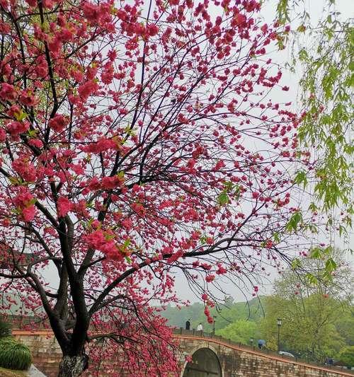 桃花花语（揭示桃花花语的深意，让爱与幸福缠绵绽放）