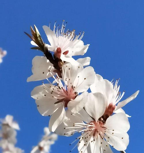 桃花花语的意义与传承（探寻桃花背后的浪漫与祝福）