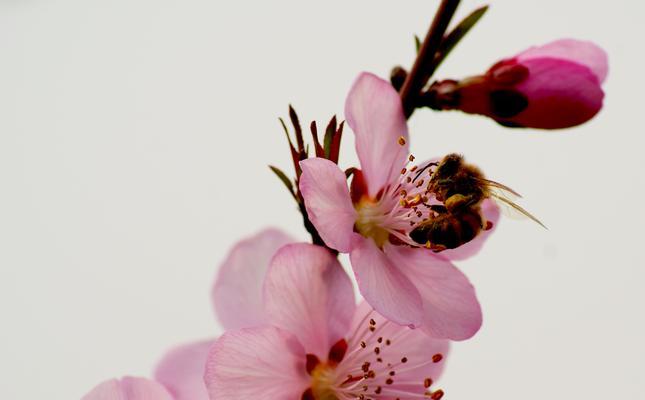 桃花花语的意义与传承（探寻桃花背后的浪漫与祝福）