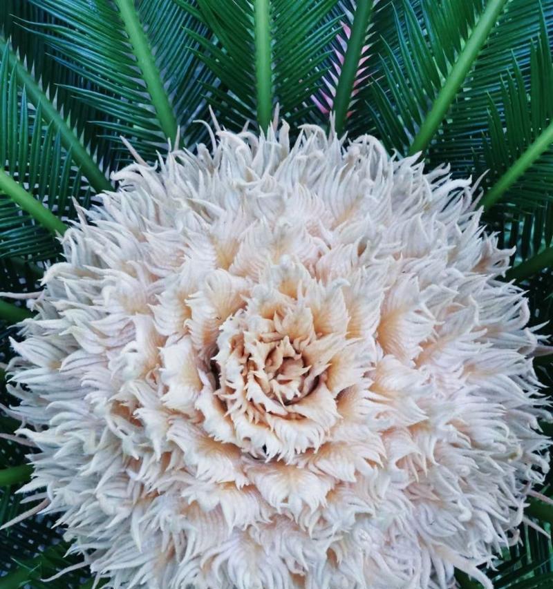 以铁树开花（探索铁树开花的含义，引发思考人生的意义）