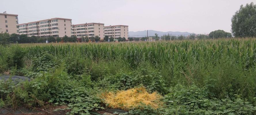 解读菟丝花的多重寓意与象征意义（菟丝花在文化、艺术和自然领域中的多重角色与意义）