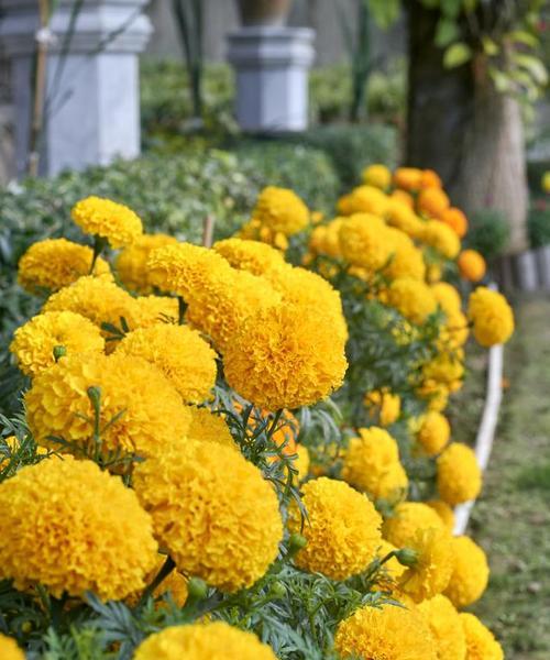 万寿菊花语的意义与传承（探索万寿菊的花语，传承文化之美）