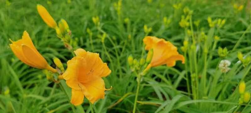 忘忧草（追寻忘忧的秘密，探索花语的奥秘）