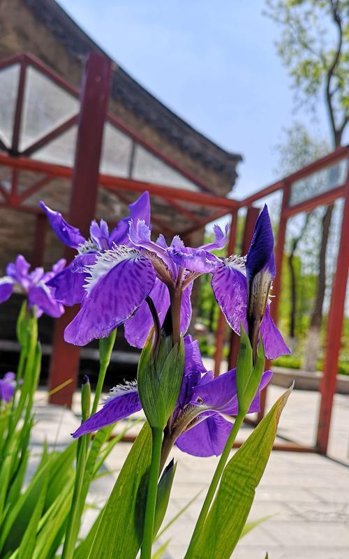 尾花鸢尾的花语与意义（解读尾花鸢尾花的神秘含义）