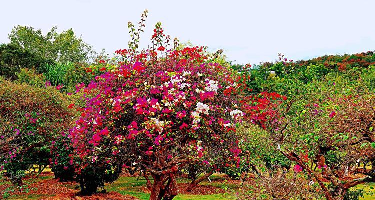 无忧花的花语与传说（解析无忧花的花语，揭开它背后的神秘力量）