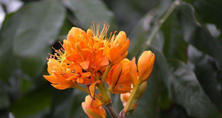 无忧花花语——传递着幸福与和平的象征（美丽的花语，传递心灵的安宁）