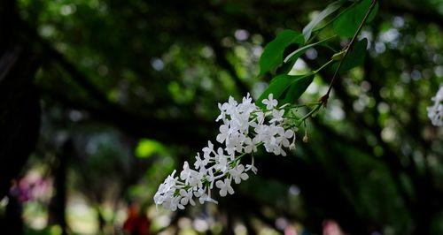 五瓣丁香花的寓意与象征（传递着爱与美的花语）