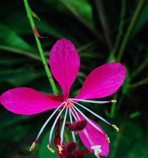 五叶草的花语与寓意（探寻幸运与祝福的象征）