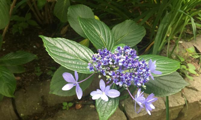 以夕雾花语（沉醉花间，寄托情谊）