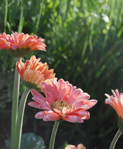 夏日盛放的鲜花与绿叶（细数夏天的植物世界，探寻大自然的生机）