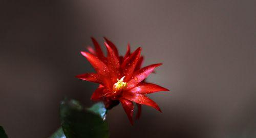 仙人掌花花语（揭秘仙人掌花语的世界，了解植物的情感表达）