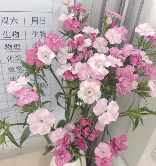 相思梅的花语与寓意（相思梅花传递的情感和象征意义）