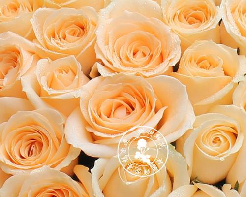 香槟玫瑰（品味爱情之美，探寻香槟玫瑰的含义和传承）
