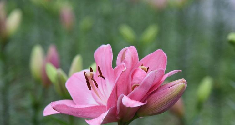 探寻百合花的花语之美（香水百合的花语意义及传承之道）