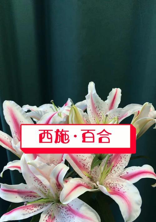 探寻百合花的花语之美（香水百合的花语意义及传承之道）